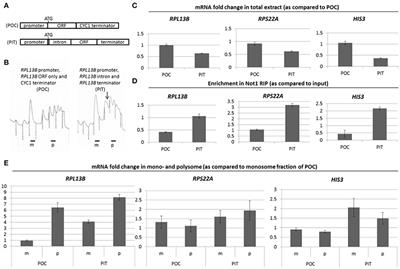 Mutations in the NOT Genes or in the Translation Machinery Similarly Display Increased Resistance to Histidine Starvation